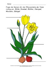 Teile-der-Tulpe-beschriften-2.pdf